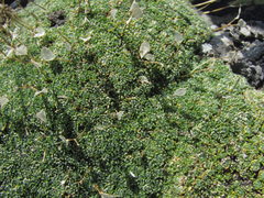 Draba rigida