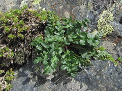 Jurinea filicifolia