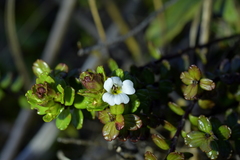 Euphrasia monroi