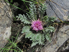 Jurinea filicifolia