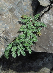 Jurinea filicifolia