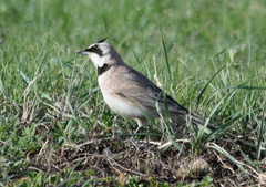 Eremophila alpestris brandti