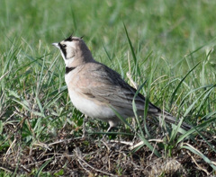 Eremophila alpestris brandti