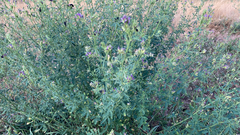 Medicago sativa