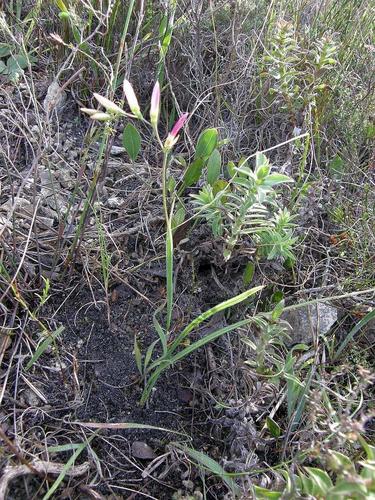 Geissorhiza inflexa