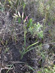 Geissorhiza inflexa