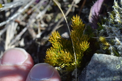 Austrolycopodium fastigiatum