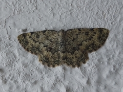 Gnophini