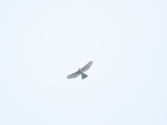 Accipiter trivirgatus