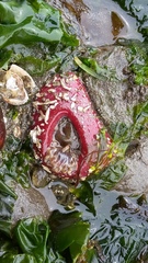 Urticina clandestina