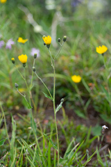 Hieracium korshinskyi