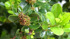 Rhamnus alaternus