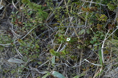 Euphrasia monroi