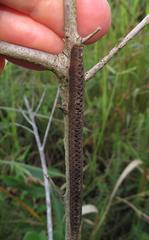 Pseudocreobotra wahlbergi