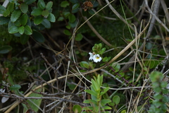 Euphrasia monroi