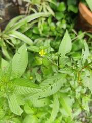 Ludwigia perennis