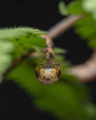 Pareas chinensis