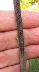 Pseudocreobotra wahlbergi