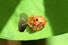 Laccoptera nepalensis