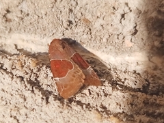 Hampsonodes mastoides