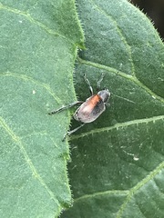 Neofidia humeralis