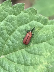 Pentispa suturalis