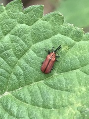 Pentispa suturalis