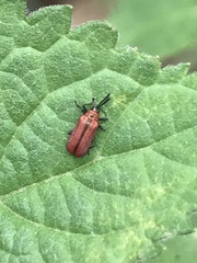 Pentispa suturalis