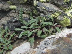 Jurinea filicifolia
