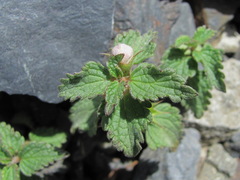 Lamium tomentosum