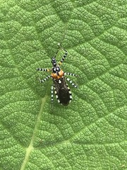 Pselliopus zebra