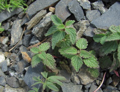 Lamium tomentosum