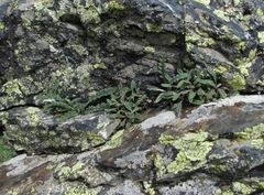Jurinea filicifolia