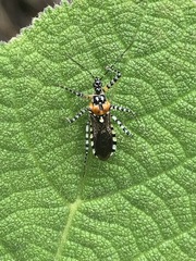 Pselliopus zebra