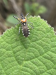 Pselliopus zebra