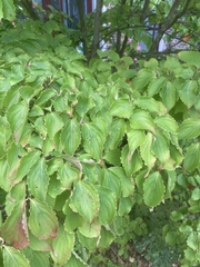 Cornus kousa