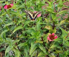 Papilio machaon hippocrates