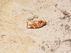 Argyrotaenia montezumae