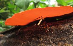 Pycnoporus sanguineus image