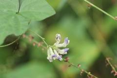 Amphicarpaea edgeworthii