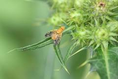 Xyphosia punctigera