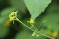 Sigesbeckia glabrescens