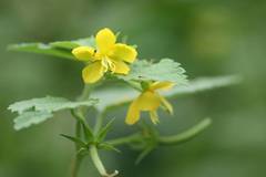 Corchoropsis crenata