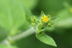 Sigesbeckia pubescens