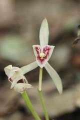 Cymbidium macrorhizon