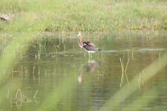Egretta tricolor