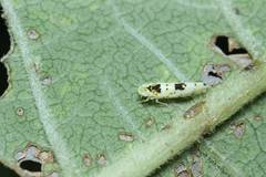 Limassolla multipunctata