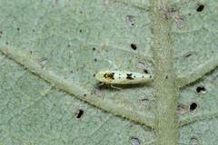 Limassolla multipunctata