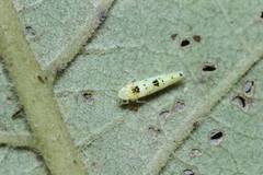 Limassolla multipunctata