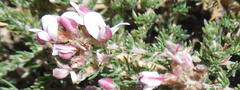 Aspalathus submissa
